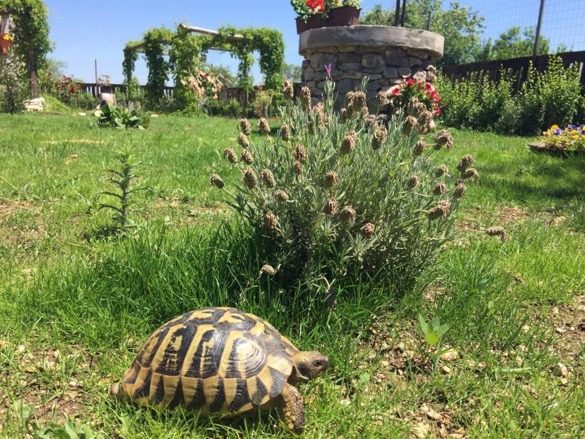 Villa Kuca Za Odmor Joko I Jeka à Bogatić Extérieur photo